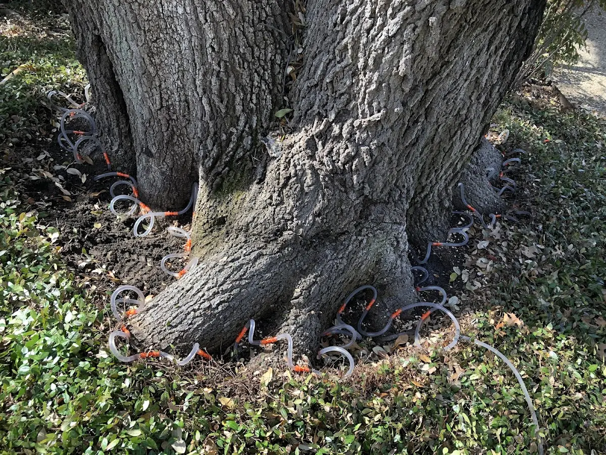 Detailed Tree Cabling and Bracing job site in Calvary