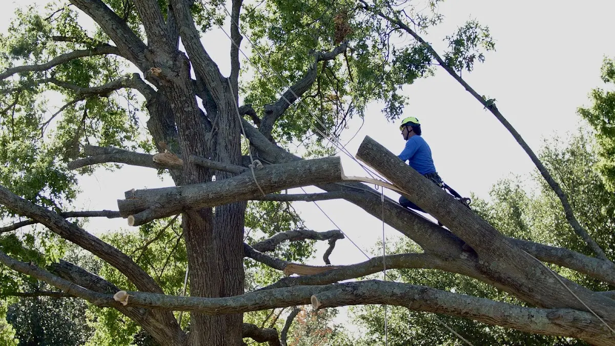 Professional Hazardous Tree Removal performed by certified arborists in Calvary