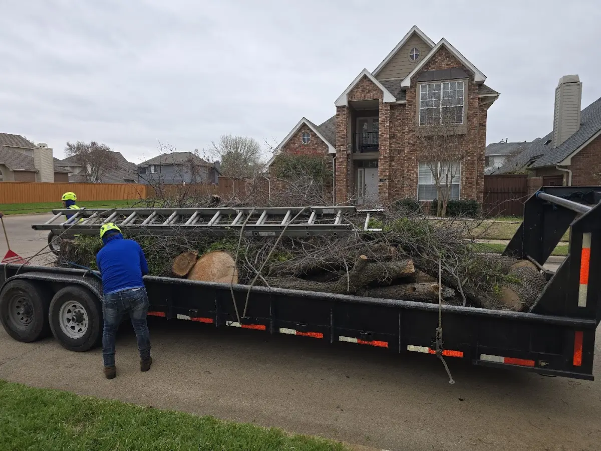 Expert Tree Pest Control with proper safety equipment in Calvary